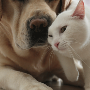 Animaux